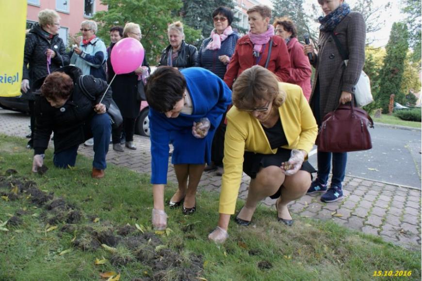 Marszałek Elżbieta Polak sadzi cebulki żonkili